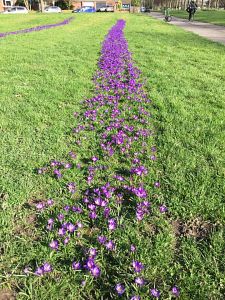 Our #purpleforpolio Crocuses are in Bloom