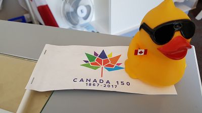 Duck in Canada