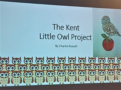 Kent Little Owls