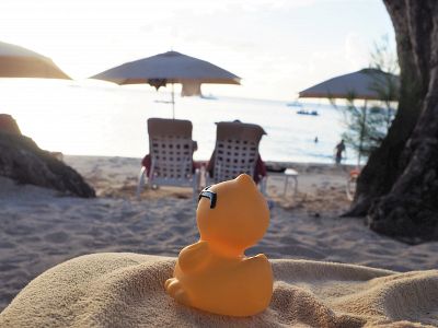 Duck on the beach