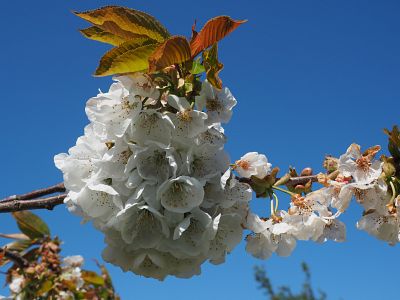 Outing to Brogdale to see the blossom