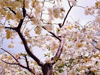 Lunch talk: Deborah Connolly - Cherry Blossom in Japan