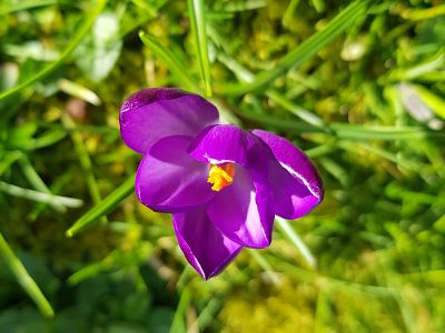 First purple crocus raising awareness of polio