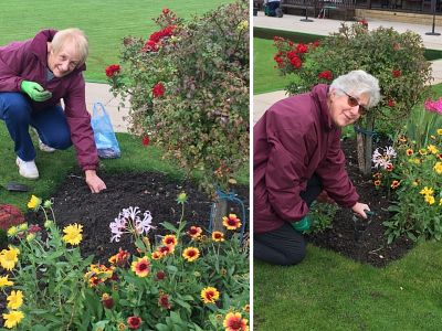 Polio crocuses at Canterbury Bowling Club