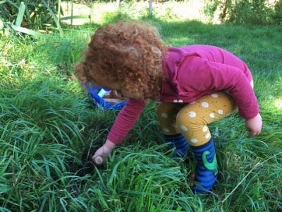 Lily planting crocuses!