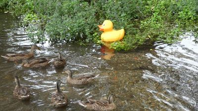 Mama Duck Mrs Aylesbury