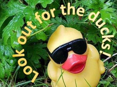 Duck race 2018: Ducks 'for sale'!