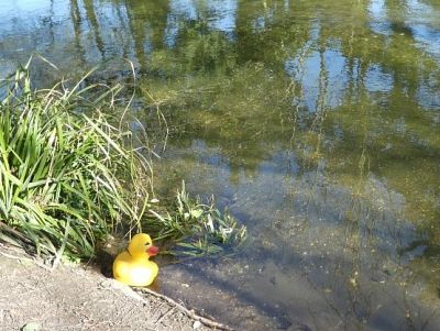 Duck walk beside the Little Stour