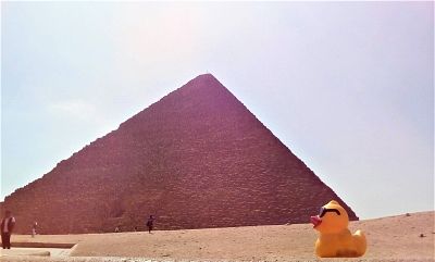 Duck travels: Pharoah duck