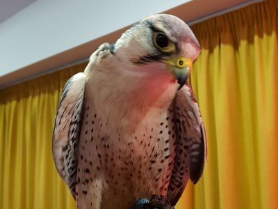 Guest evening: Joe's Bows Falconry