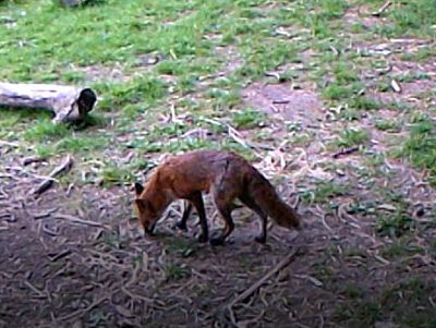 Donation to Forest School (Pilgrims' Way School) for wildlife cameras