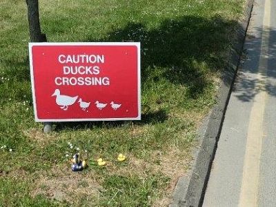  A sign warns road users about the ducks!