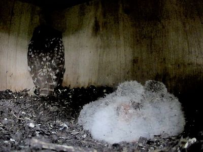 Owl chicks in nest box