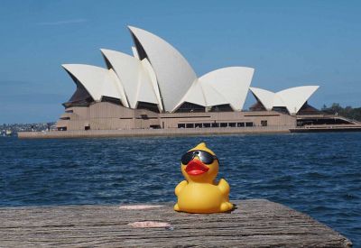 Duck travels: 'Oz' duck