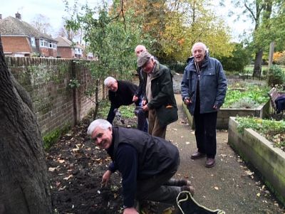 Planting crocuses at Westgate Gardens to raise awareness of polio