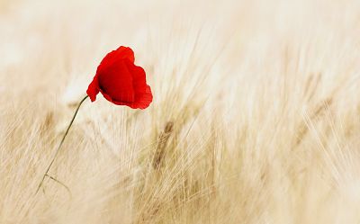 Poppy in a field