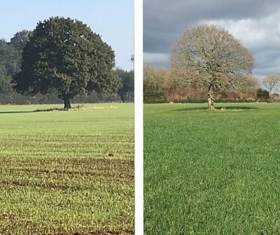 Lunch talk: Farming in the UK, John Haffenden